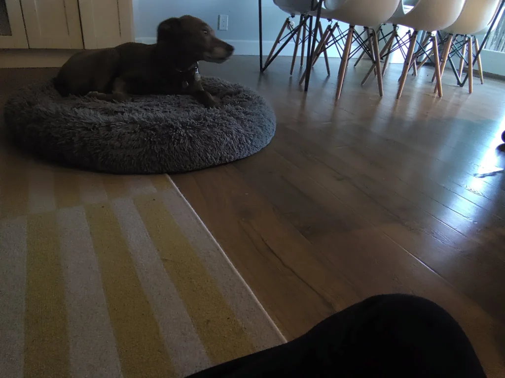 Foto del perro del reportero captada con la cámara del Ai Pin. El resultado es de mala calidad, oscura y borrosa